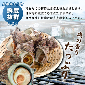OM-08　サザエ 約1.5kg