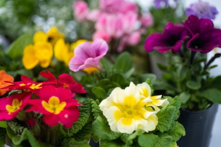 MS-80　季節の花の詰め合わせ【10月以降発送】