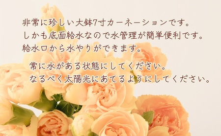 【2026 母の日 先行予約】7寸カーネーション　オレンジ 母の日 ギフト 花 フラワー  植物 お花 贈り物 珍しいカーネーション 底面給水 母の日のプレゼント 