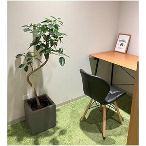 国内産 亜熱帯観葉植物 人気のフィカス・ウンベラータなど 8号 丸鉢 沖縄柄飾り布つき