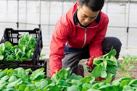 【6回定期便】 京丹波 旬菜セット レギュラー 9～11品目【 野菜 野菜定期便 野菜詰め合わせ 野菜セット 京野菜 】 [072KK001R]