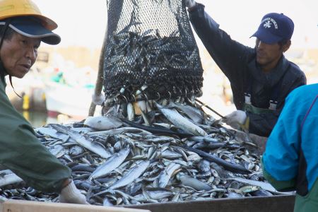OM-04　獲れたて鮮魚 サワラ約２kg（１匹）
