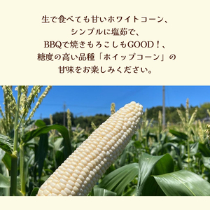 極甘 ホワイトコーン 12本 | とうもろこし コーン
