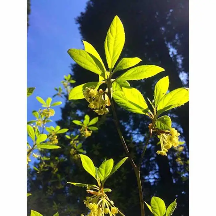 森の天然の香木で作った利賀のクロモジ茶セット（枝１節付き）《南砺の逸品》
