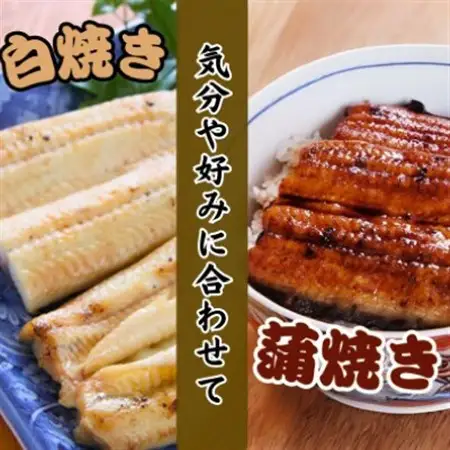 【焼きたてを即日配送】浜名湖うなぎ白焼き140g×2尾(冷蔵便)_魚介・海産物 うなぎ  ウナギ 鰻_【配送不可地域：離島】【1497523】
