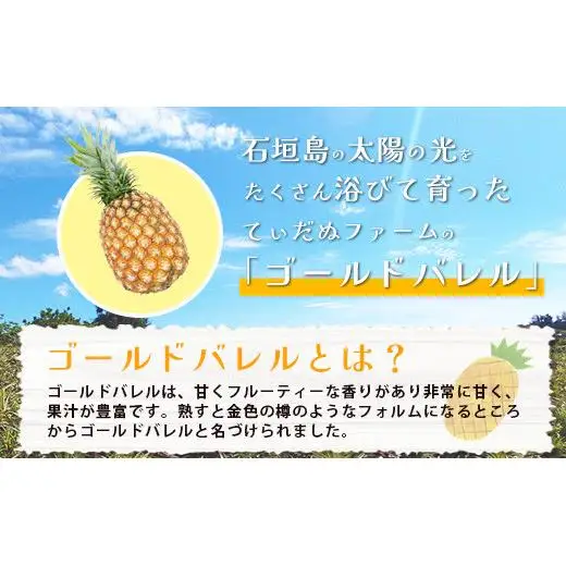 【先行予約】最高級パイン ゴールドバレル 2～3玉セット TD-1-1