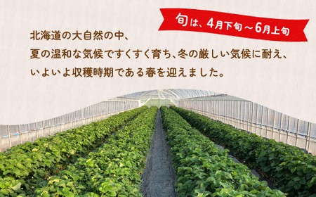 【2026.4月以降順次出荷】北海道いちご けんたろう 230g×4パック 北海道 豊浦町 