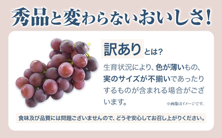 訳ありつる付きニューピオーネ 2房【配送不可地域あり】