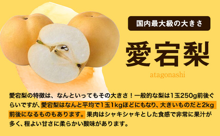 【2026年発送先行予約】あたご梨  約3kg【配送不可地域あり】