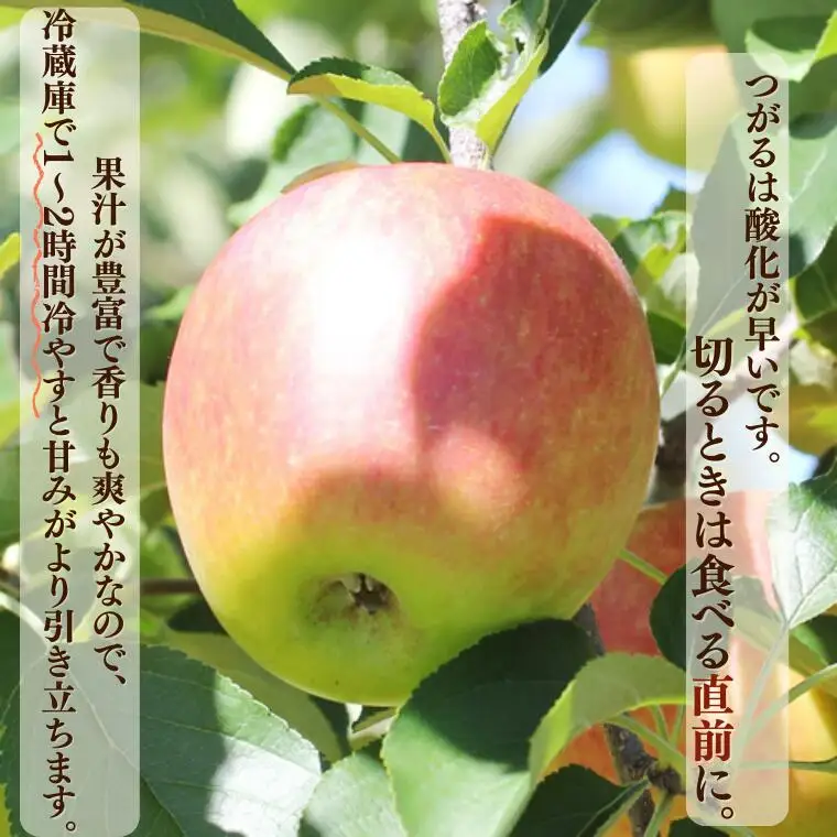 MS05 りんご つがる（長野県産秀品） 約5kg / 2026年9月上旬～9月下旬頃 配送予定 // 南信州産 長野県 早生りんご りんご リンゴ 林檎 つがる 贈答 果物 フルーツ