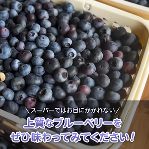 【2026年発送】 超大粒 ブルーベリー 500g ベリー  [h290003]