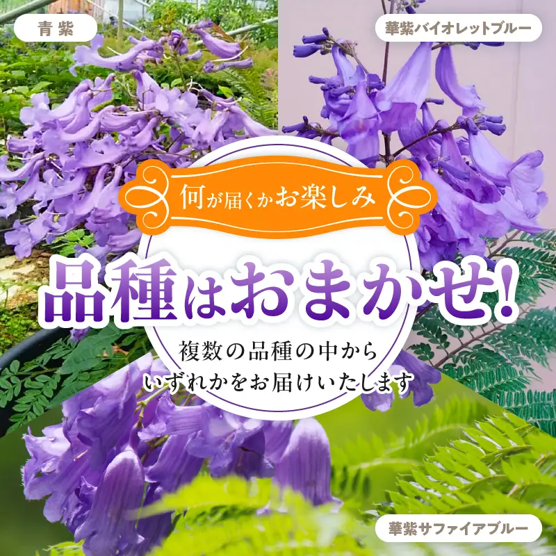 ≪世界三大花木≫ ジャカランダ 苗木 1本 30cm～70cm_C140-25
