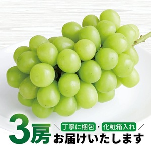 SB0905　シャインマスカット　1.5kg以上(3房) 化粧箱入