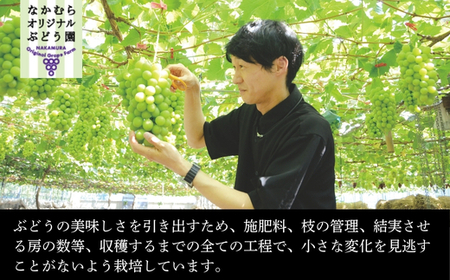 【2026年6月下旬～順次発送 おまかせ3種 ぶどう詰め合わせ 約1.4kg