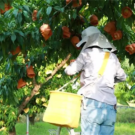 岡山県産「おかやま夢白桃」約3kg|7月下旬頃～順次発送【配送不可地域：離島】【1488993】