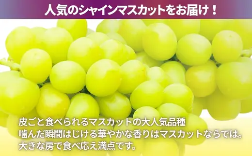 【2026年7月～順次発送】ぶどう5房詰め合わせ(シャインマスカット 大粒ぶどう ここにしかないオリジナル品種) 約2.8kg ※発送前のご連絡についてご注意ください