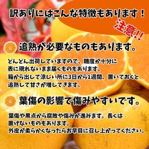 【順次発送中】訳あり 河内晩柑 サイズ不揃い 約10kg 【VEG0301】