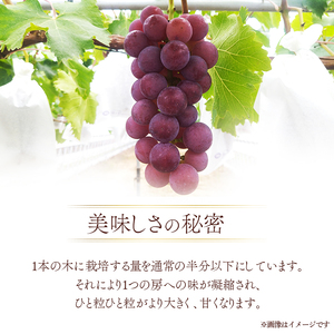 ぶどう あづましずく 種なし 計約1kg 2房 ぶどう