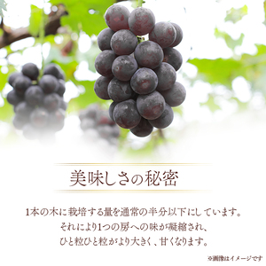 ぶどう ふじみのり 種なし 計約1kg 2房 ぶどう
