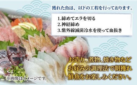 【朝獲り】漁師厳選 鮮魚セット (小) 3種類以上 約1.5kg  [C-018002] 魚 産地直送