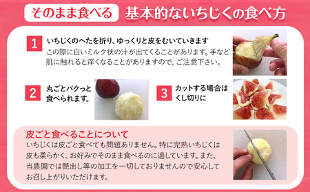 ご家庭用朝採り完熟いちじく 約2kg 