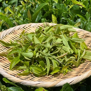 【神奈川の水源の森が育てた浅蒸し緑茶】龍集茶80g 3P【 茶 お茶 茶葉 美味しい神奈川県 山北町 】