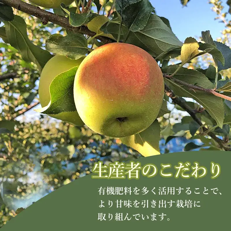【令和8年産先行予約】　山形県鶴岡産 りんご シナノスイート　約3kg（7～12玉）　庄内産直センター　| リンゴ 林檎 フルーツ 果物 くだもの 旬 産地直送 期間限定 人気 美味しい お取り寄せ 庄内 東北 返礼品