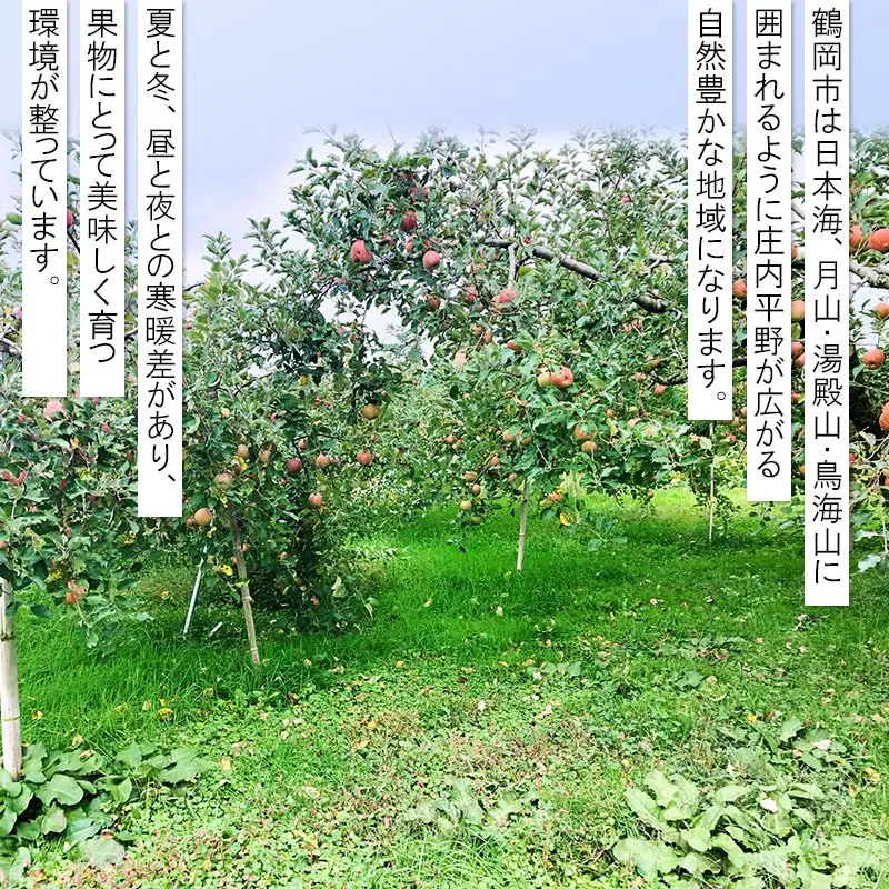 【令和8年産先行予約】家庭用ふじりんご　約5kg(12～20玉)入箱　山形県鶴岡市産　庄内産直センター　| リンゴ りんご 林檎 フルーツ 果物 くだもの 旬 産地直送 期間限定 人気 美味しい お取り寄せ 庄内 東北 返礼品