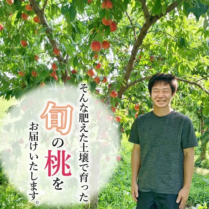 【令和8年産先行予約】山形県鶴岡産　桃　約2kg（5～11玉） あかつき or 川中島 どちらか1品種　庄内産直センター　| もも モモ 果物 くだもの フルーツ 旬 産地直送 期間限定 甘い 人気 美味しい お取り寄せ 庄内 東北 返礼品