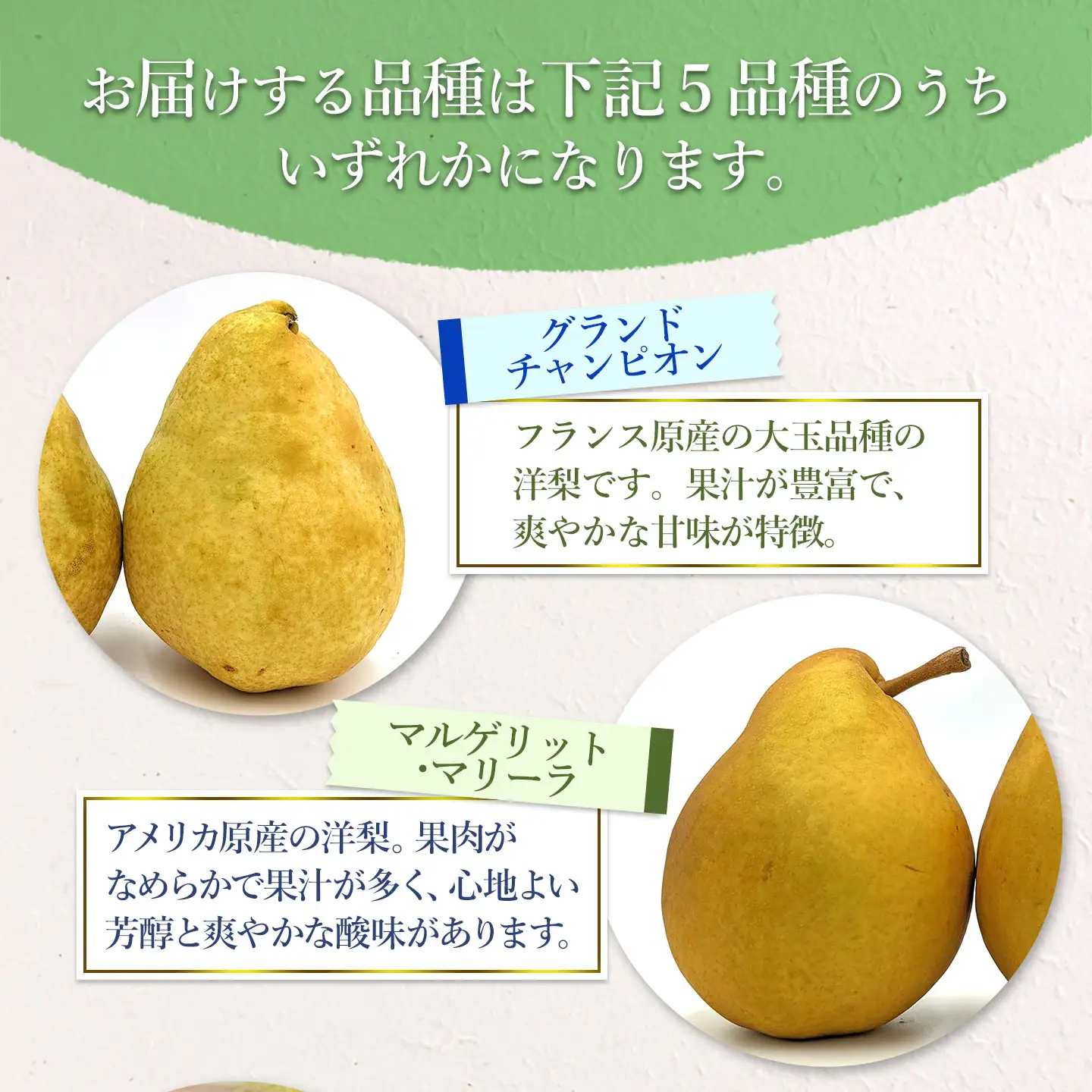 【令和8年産先行予約】 洋梨定期便　3種類の洋梨をお届け（品種おまかせ）　約3kg×3回　山形県鶴岡市産　庄内産直センター　| 洋なし 洋ナシ 果物 定期便 旬 期間限定 食べ比べ 人気 美味しい お取り寄せ 庄内 東北 返礼品