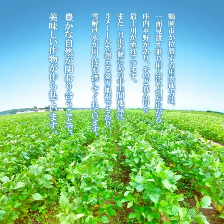 【令和8年産先行予約】 山形県鶴岡特産 だだちゃ豆　1.5kg(250g×6袋)　庄内産直センター　| 枝豆 豆 まめ マメ 野菜 産地直送 期間限定 夏野菜 旬 おつまみ ビール 香り 濃厚 お取り寄せ おすすめ 人気 美味しい グルメ 庄内 国産 返礼品