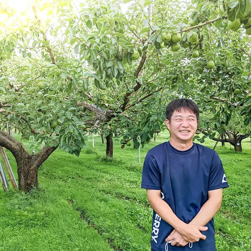 【令和8年産先行予約】ラ・フランス　約3kg 2L以上（秀品）　山形県鶴岡市　庄内産直センター　| ラフランス 洋梨 洋なし 果物 くだもの フルーツ 旬 産地直送 期間限定 人気 美味しい お取り寄せ 庄内 東北 返礼品