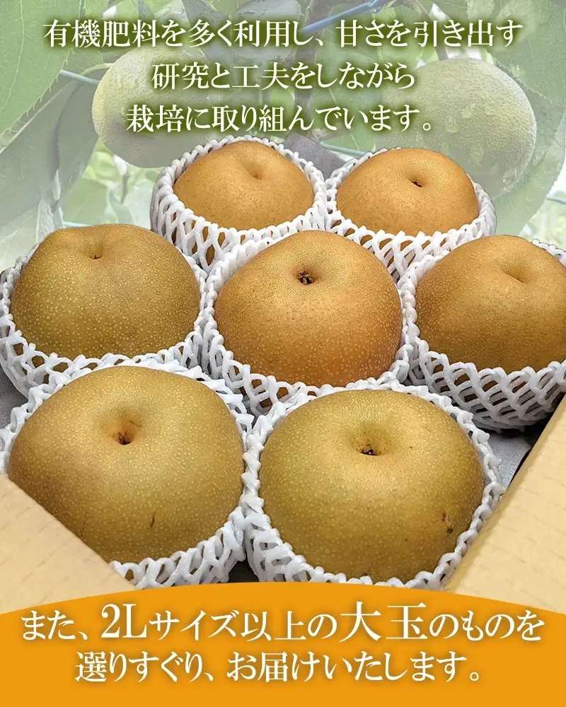 【令和8年産先行予約】山形県鶴岡産　和梨 幸水or豊水　秀品　約3kg 2L以上（5～8玉入）どちらか1品種　庄内産直センター　| 梨 なし ナシ 3キロ 果物 くだもの フルーツ 旬 期間限定 甘い みずみずしい 人気 美味しい お取り寄せ 庄内 東北 返礼品
