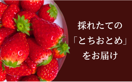 先行予約 いちご とちおとめ 400g 苺 贈答用 化粧箱