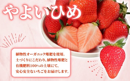 先行予約 いちご やよいひめ 400g 苺 贈答用 化粧箱