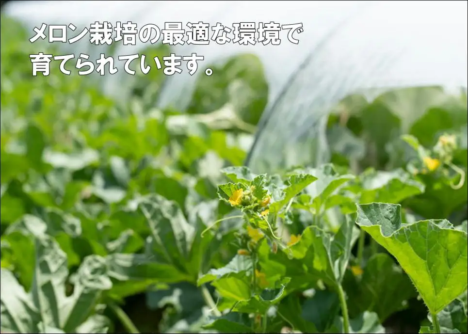 【令和8年産先行予約】菅原農園の庄内砂丘メロン 約5kg （3玉～5玉） アンデス メロン 【7月下旬～8月上旬】　K-835　菅原農園　鶴岡地区物産協同組合 | 庄内 砂丘 メロン アンデスメロン ギフト 夏 旬 フルーツ 夏ギフト お中元 砂丘育ち 甘い 糖度が高い 果物 青肉 特産品 名産品 贈答 新鮮 産地直送 農園直送 送料無料