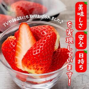 章姫（あきひめ）いちご 4P（250g×4）「末利華（まつりか）」|いちご