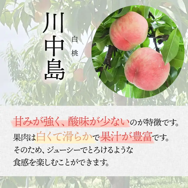 【令和8年産 先行予約】川中島白桃 　2.5kg(6～10玉)　マルタ農園