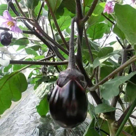 【おかげ屋の水なす漬】旬の野菜にこだわる八百屋が特製のぬかで作ったお漬物　6個入_惣菜・加工品  漬物 _【配送不可地域：離島】【1482237】