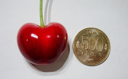 さくらんぼ やまがた紅王 3L 15個入【令和8年産先行予約】 FS24-077 くだもの 果物 フルーツ 山形 山形県 山形市 2026年産