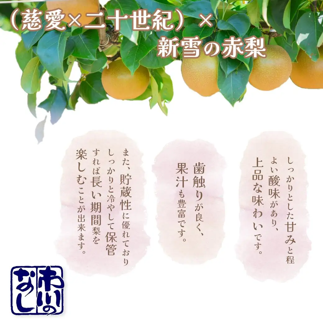 市川の梨　王秋3キロ(４～６個入り）　【12203-0201】
