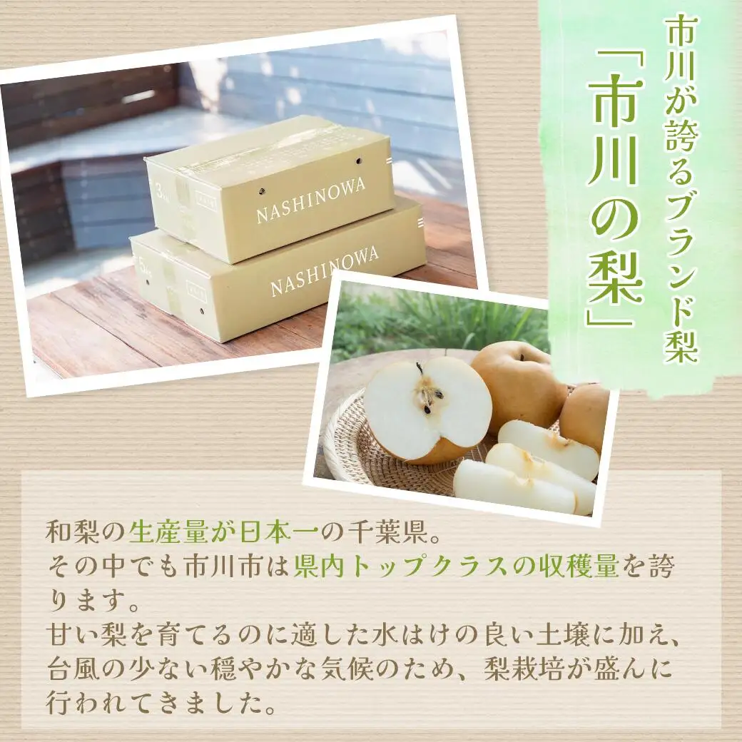 市川の梨「あきづき」3kg(5～9玉)　【12203-0218】