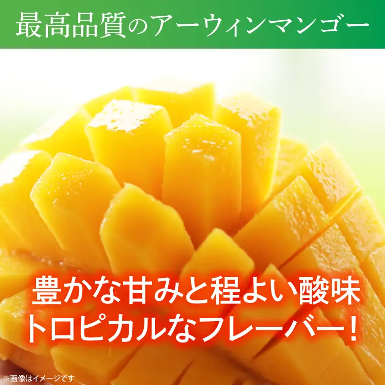 【先行予約】マンゴー 約1kg 2～3玉 益子町産 CA005
