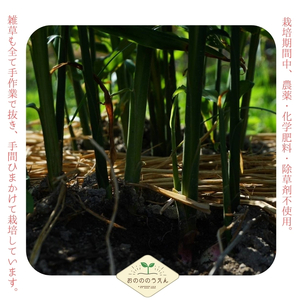 【2026年発送分予約】京都府産　新生姜 3kg 栽培期間中 農薬 化学肥料 除草剤不使用 生姜 しょうが 酢漬け 薬味 野菜 紅茶 ガリ チューハイ 健康 国産 おつまみ