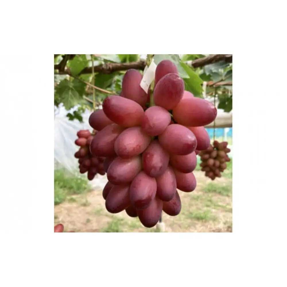 島根県オリジナル品種　神紅1房（500ｇ見当） 甘い 美味しい 新鮮  ぶどう フルーツ 果物 出雲市産