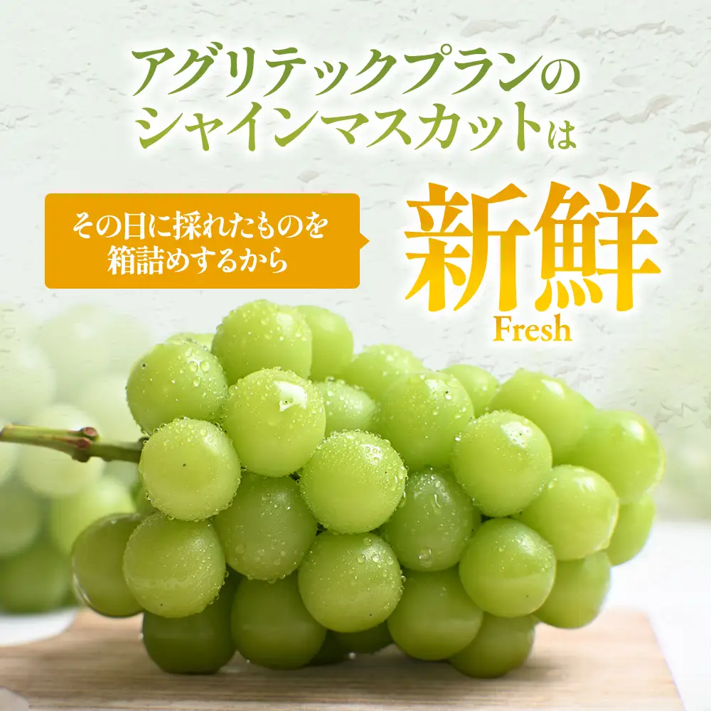 【2026年分発送】 シャインマスカット 2～3房 1kg以上 山梨シャインマスカット