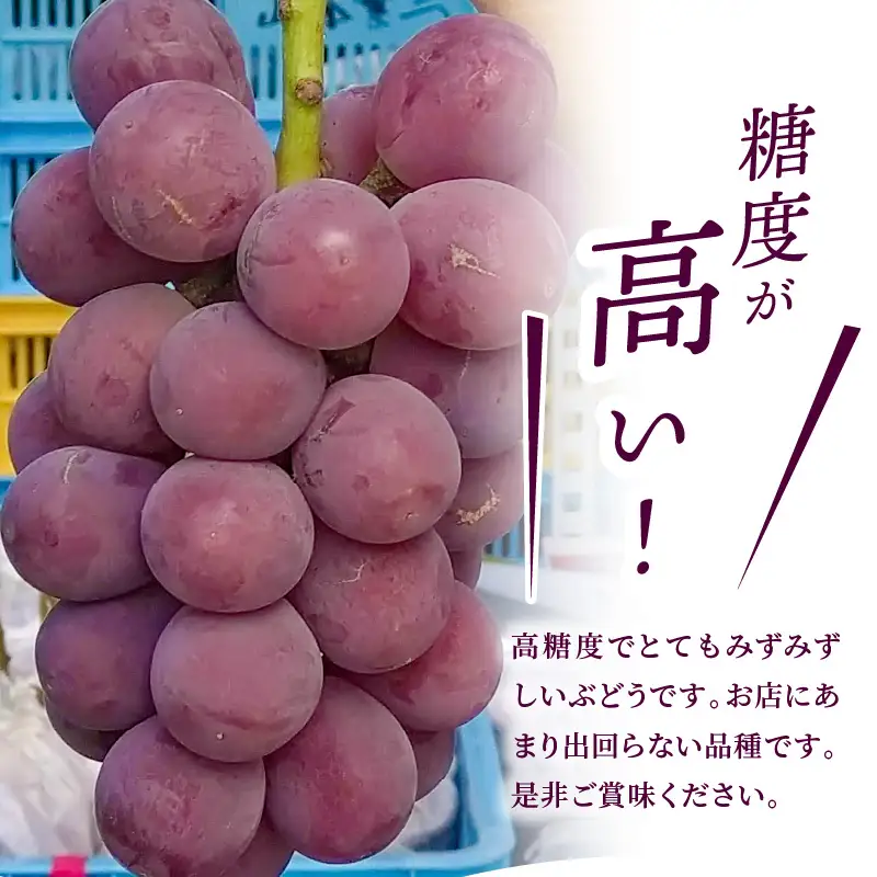 【数量限定】甘くてジューシー産直　旬のぶどう竜宝　2房 （約1.0kg）フルーツ 葡萄 先行予約 産直 DL-0003