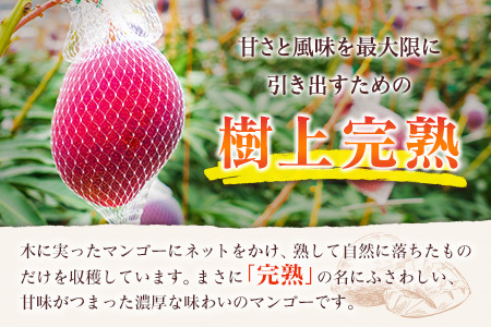 先行予約 ＜訳あり＞ 完熟マンゴー 宮崎県産 2Lサイズ 2玉 フルーツ 果物【B615-26】