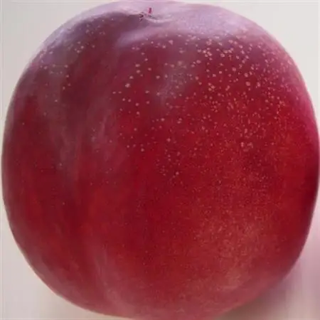 長野県中野市産スイートネクタリン　2kg(8～14玉)【配送不可地域：離島】【1295094】