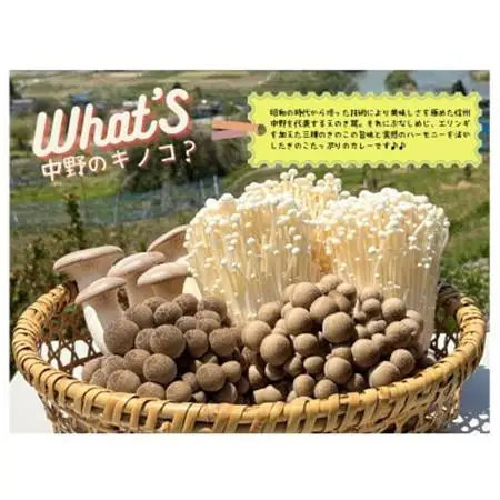 よしもとカレー　しんしゅうなかの　三種のきのこ編　10箱セット【1479011】